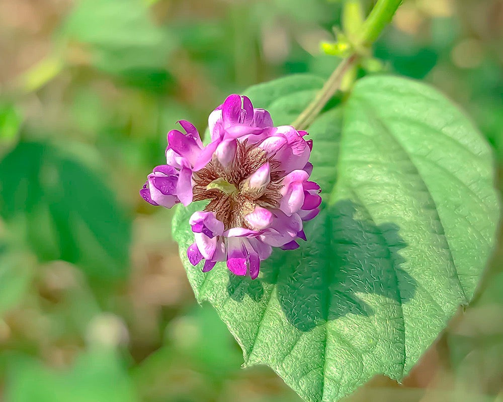 Aumenta a Firmeza e Elasticidade - inspiração 2