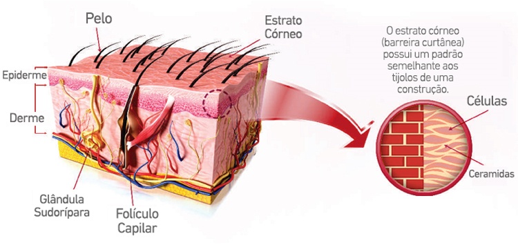 Os Vilões da Barreira Cutânea: O Que Evitar no Dia a Dia - inspiração 1