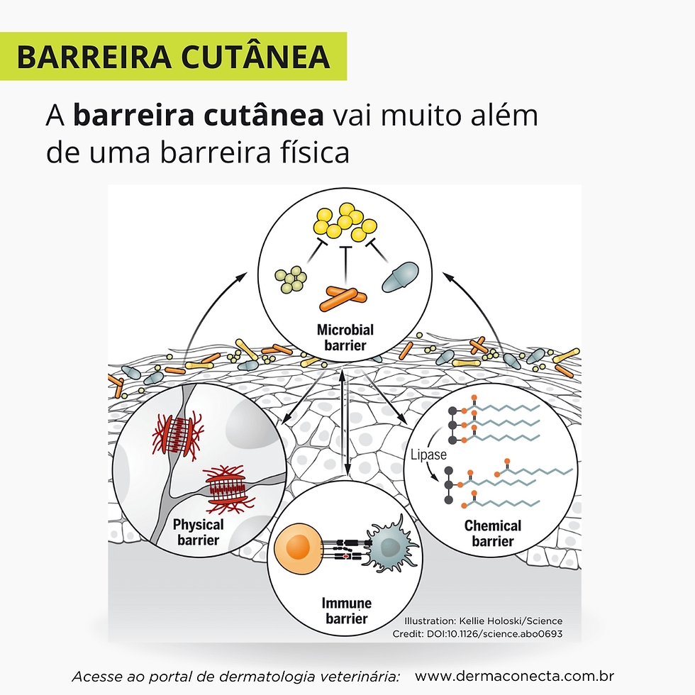 O Lado Bom: Ingredientes que Fortalecem e Repararam Sua Pele - inspiração 1