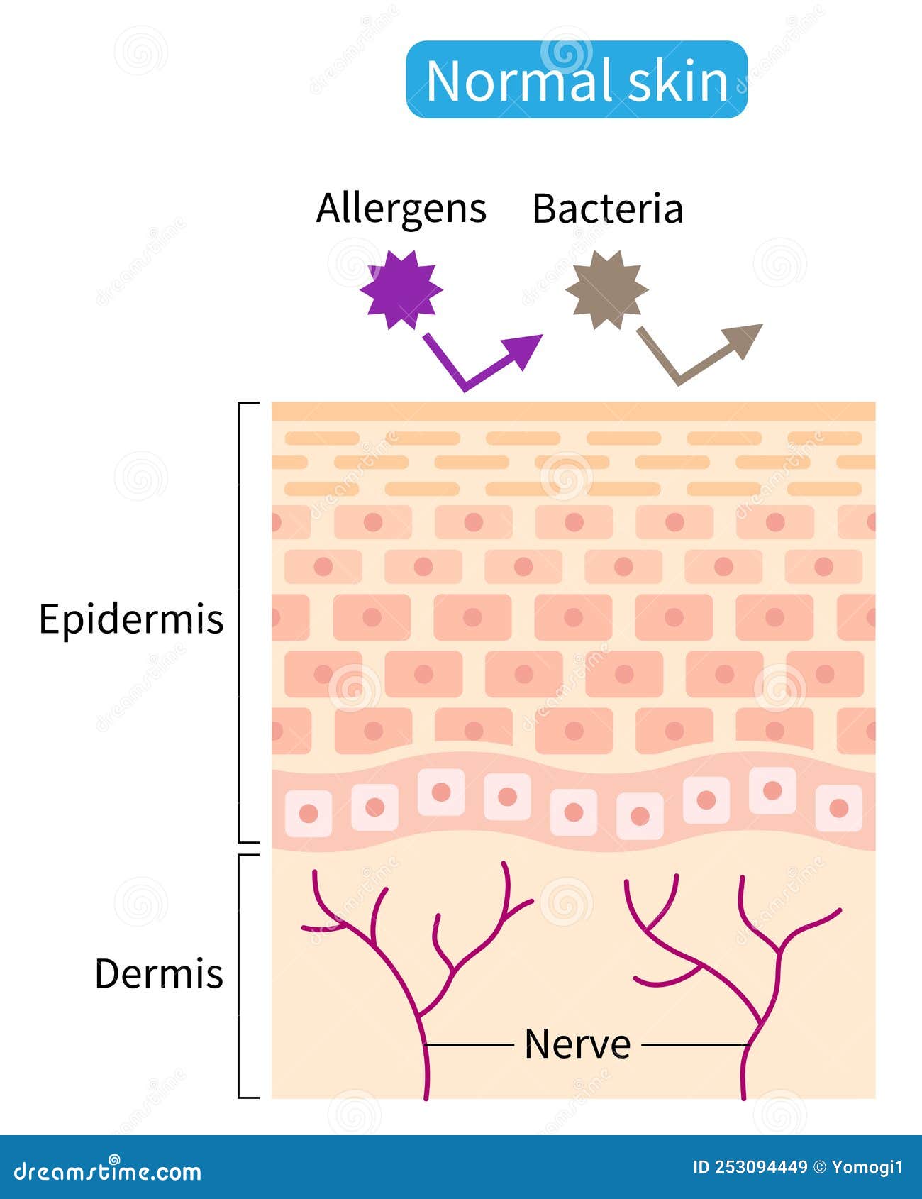 Rotina de Skincare Ideal para uma Barreira Cutânea Saudável - inspiração 2