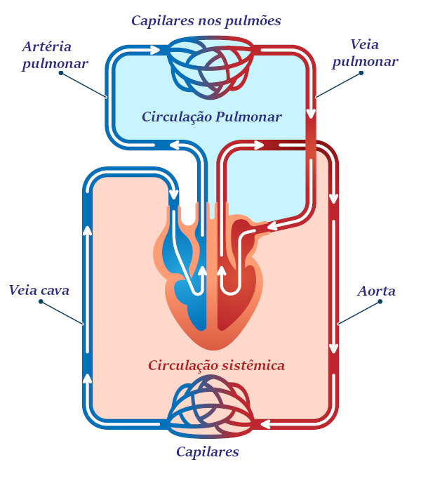 Movimento é Vida: Exercícios Simples que Revitalizam a Circulação - inspiração 1