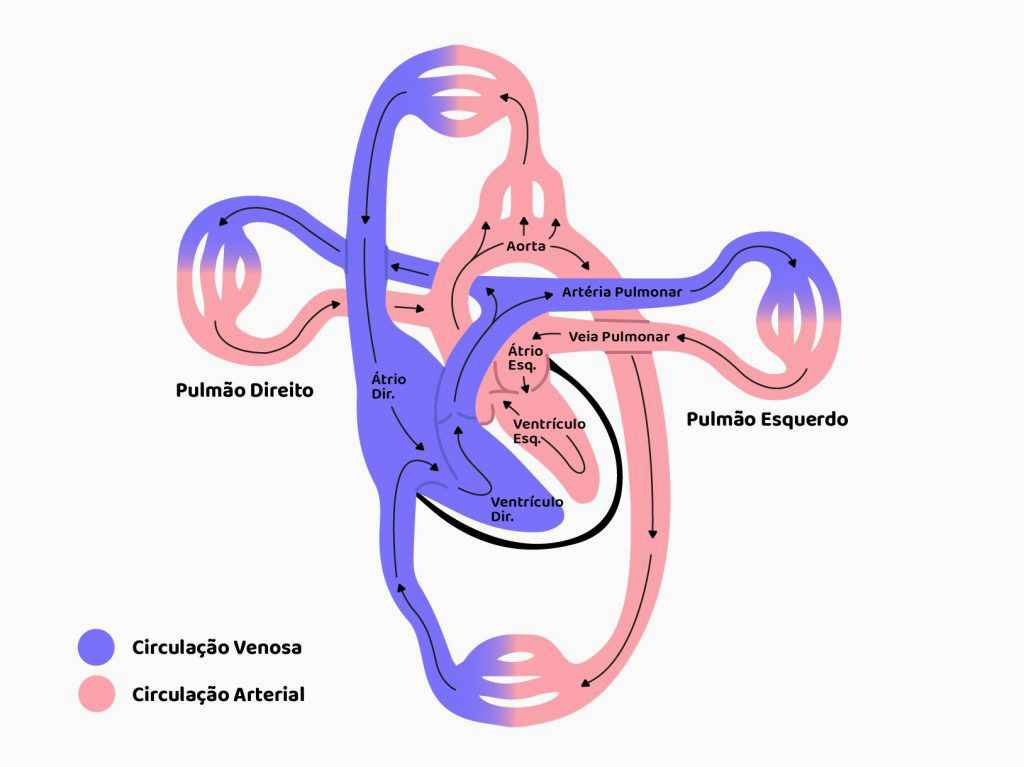 Postura Correta: Como Evitar Obstáculos ao Fluxo Sanguíneo - inspiração 2