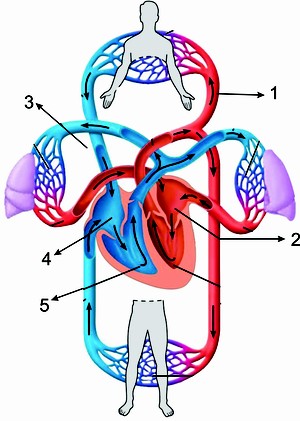 Gerenciando o Estresse: Impacto Direto na Sua Circulação - inspiração 1