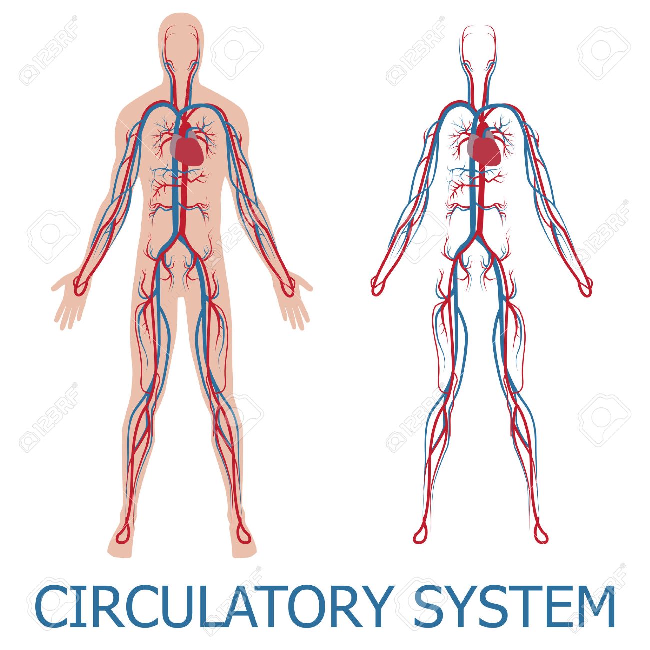 Massagens e Auto-Massagens: Aliviando a Tensão e Melhoraando o Retorno Venoso - inspiração 1
