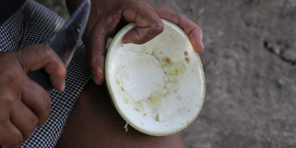 Preparação e Higienização da Cabacinha: Garantindo Durabilidade - inspiração 2