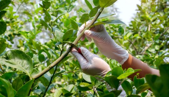 O Que Fazer Quando o Enxerto Não Pegou - inspiração 1