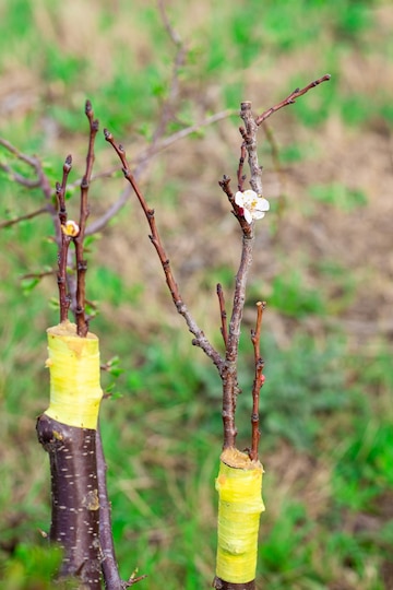 O Que Fazer Quando o Enxerto Não Pegou - inspiração 2