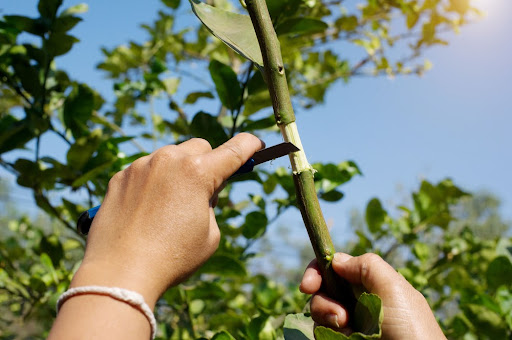 A Preparação Perfeita do Porta-Enxerto - inspiração 1