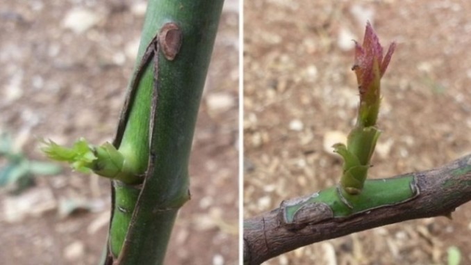 O Momento Certo para Realizar o Enxerto - inspiração 1