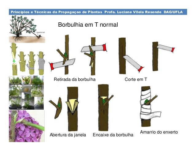 Cuidados Pós-Enxerto: Secagem e Ferrugem - inspiração 2