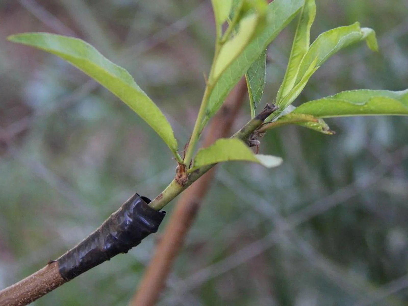 Identificando Sinais de Pegamento e Falha - inspiração 1