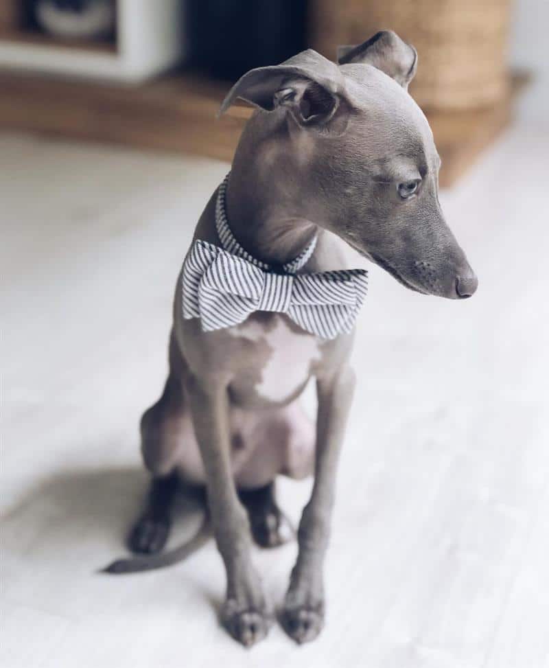 Gravatas de Segurança: Para Pets Mais Ansiosos - inspiração 1