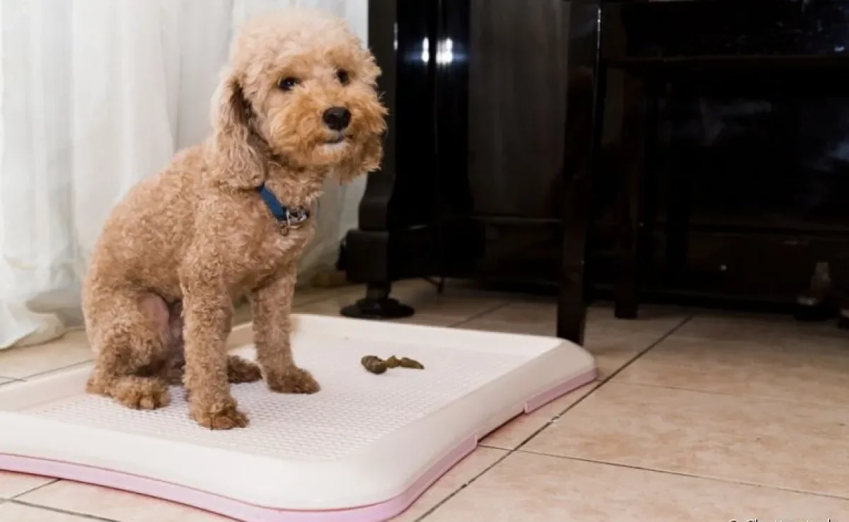 Sinais Clássicos: Como Identificar a Vontade do Seu Cão - inspiração 1