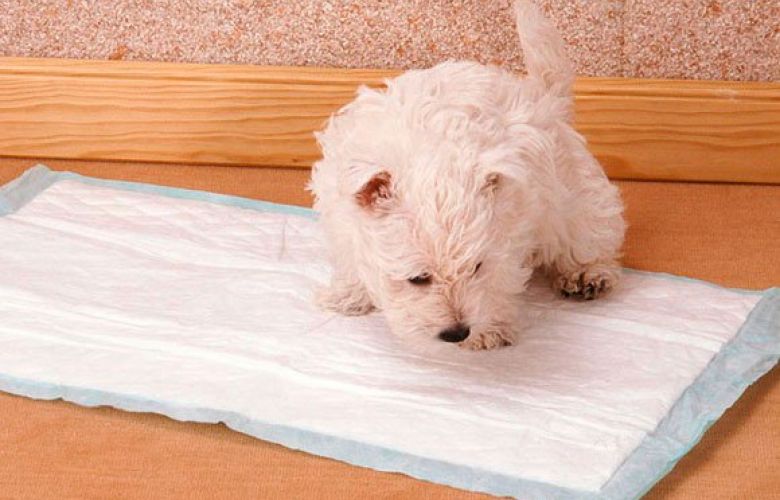 Sinais Clássicos: Como Identificar a Vontade do Seu Cão - inspiração 2