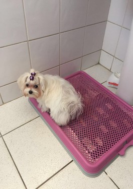 O Reforço Positivo: Elogio e Petisco que Motivarem - inspiração 1