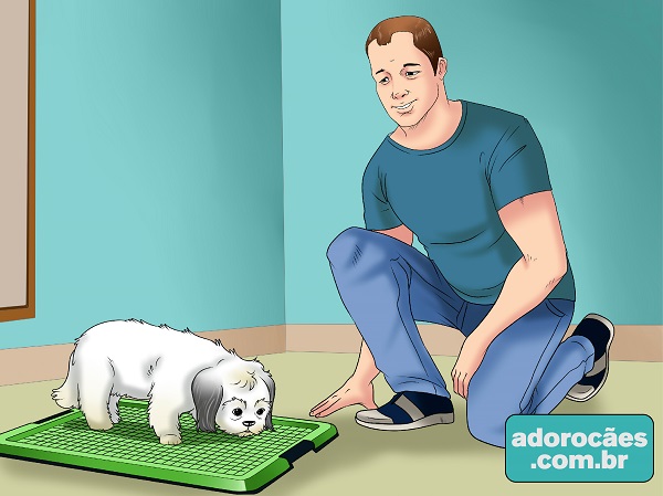 O Reforço Positivo: Elogio e Petisco que Motivarem - inspiração 2