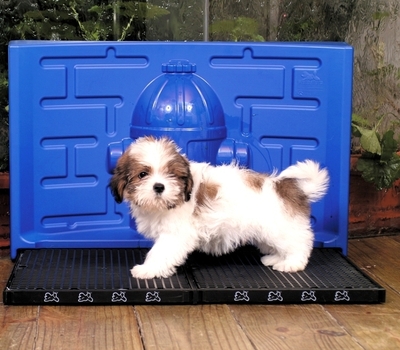 A Limpeza Certa para Evitar 