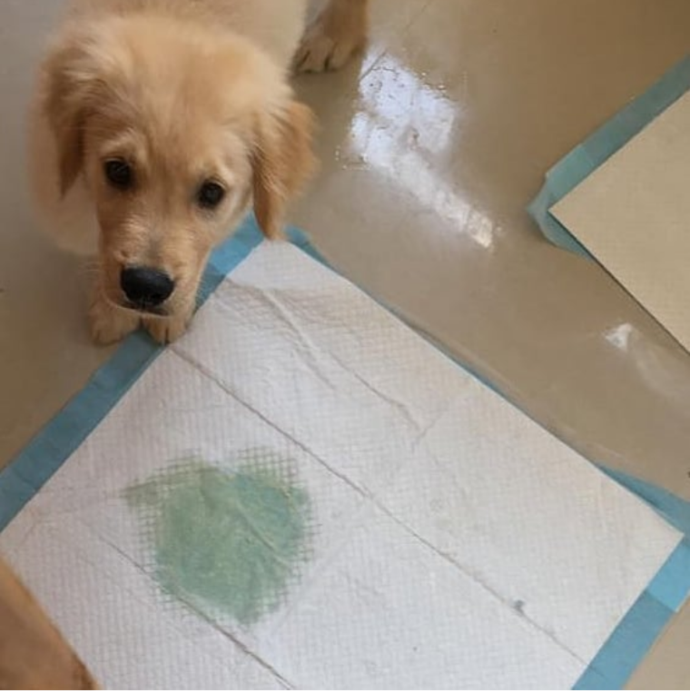 O Que Fazer Quando o Inesperado Acontece: Calma é a Chave - inspiração 2