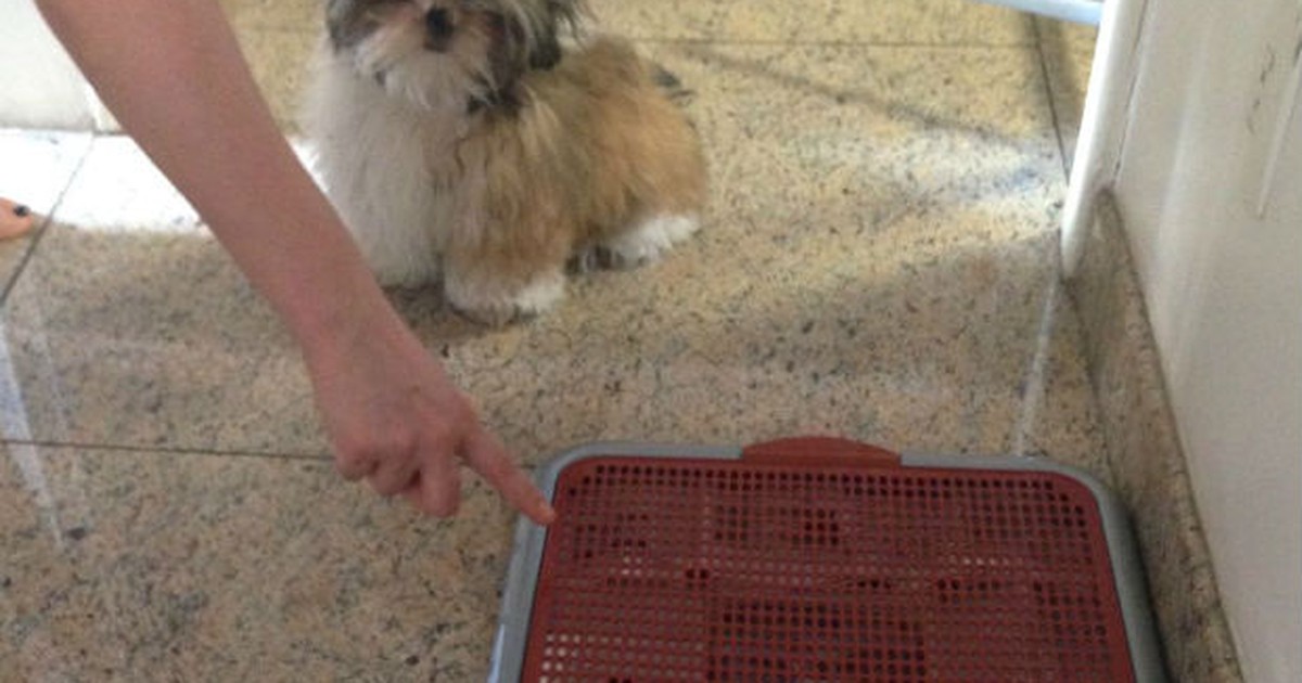 Celebre Cada Pequena Vitória: Mantendo a Motivação - inspiração 2