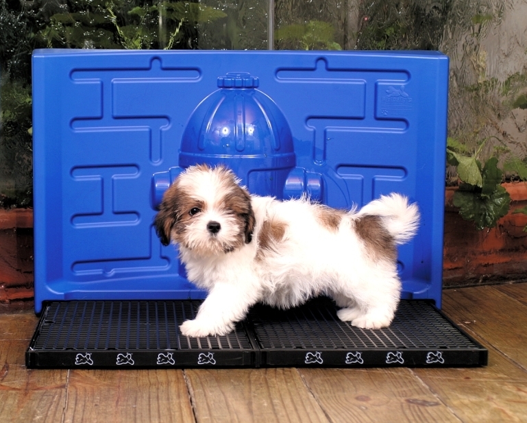 Técnicas de Reforço Positivo que Funcionam de Verdade - inspiração 1