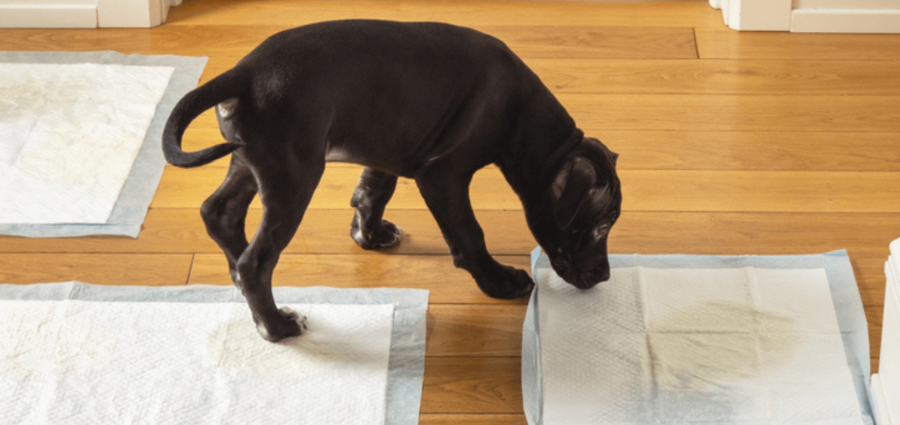 Técnicas de Reforço Positivo que Funcionam de Verdade - inspiração 2