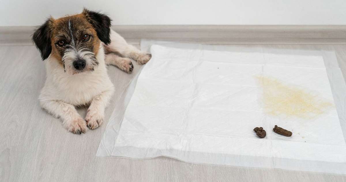 O Que Fazer Quando os Acidentes Acontecem (E Eles Vão Acontecer!) - inspiração 1