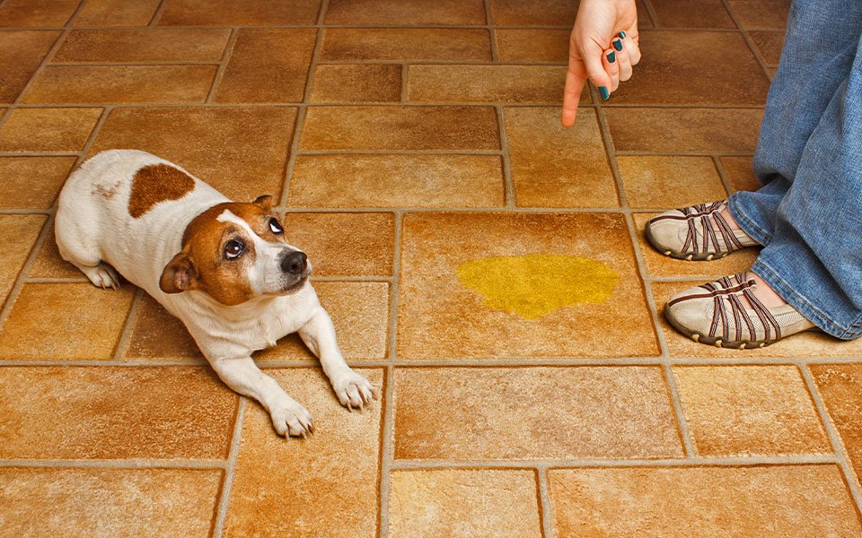 Lidando com Cães Mais Velhos ou Com Problemas de Saúde - inspiração 2