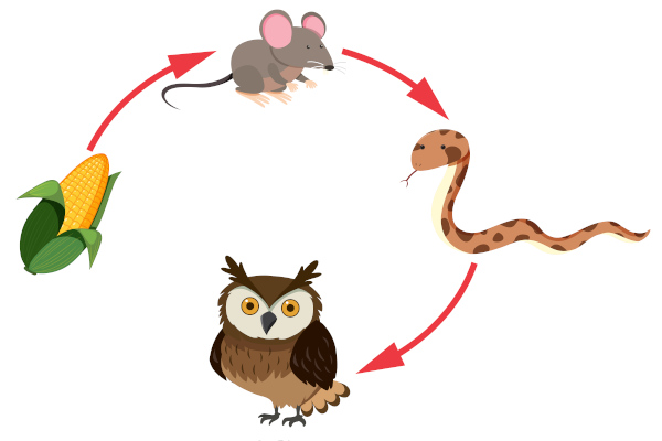 Quem Come Quem? Identificando os Produtores - inspiração 2