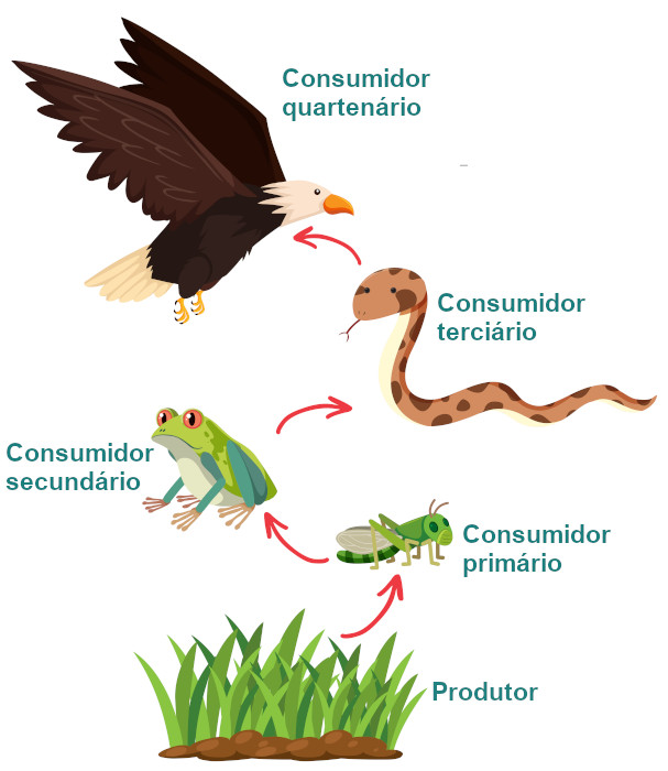 Herbívoros: Os Primeiros Consumidores na Trilha Alimentar - inspiração 1