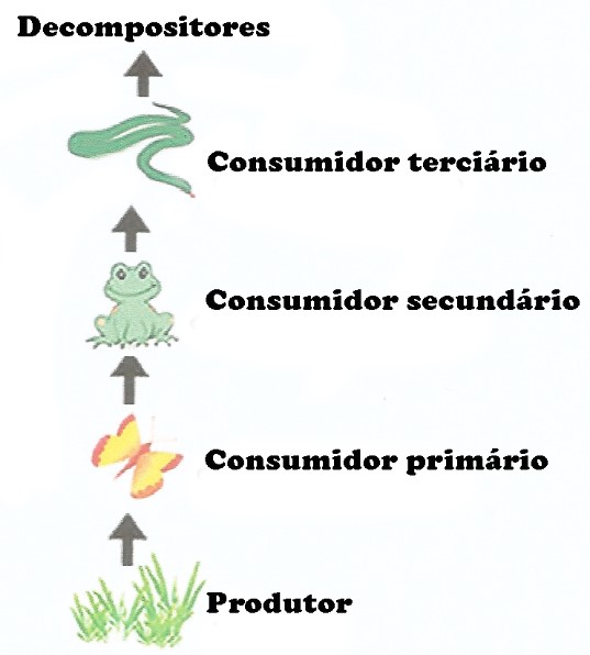 Herbívoros: Os Primeiros Consumidores na Trilha Alimentar - inspiração 2