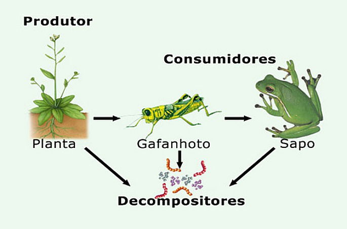Carnívoros e Onívoros: Os Predadores e Diversificadores do Banquete - inspiração 2