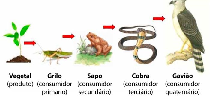 O Papel Crucial dos Decompositores: Fechando o Ciclo - inspiração 2