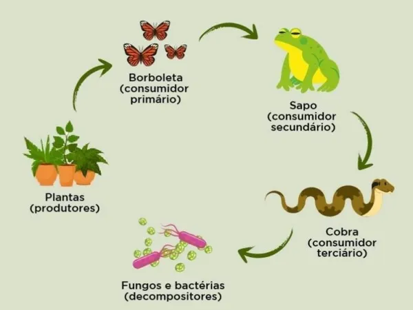 Diversidade de Habitates: Onde Encontramos Cadeias Alimentares? - inspiração 2