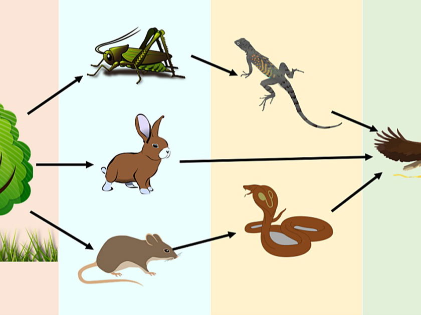 Conexões Ocultas: Quando uma Cadeia Vira uma Teia Alimentar - inspiração 1