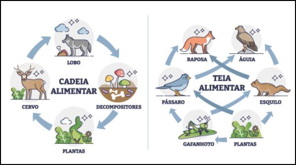 Conexões Ocultas: Quando uma Cadeia Vira uma Teia Alimentar - inspiração 2