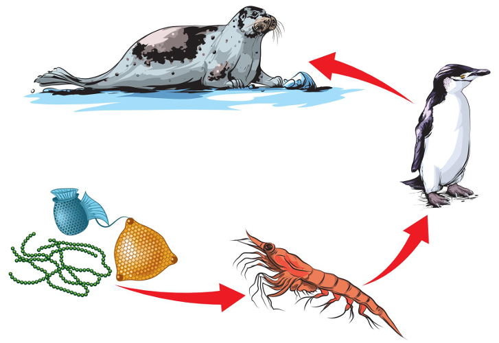 Equilíbrio Delicado: O Impacto da Ausência de um Elo - inspiração 1