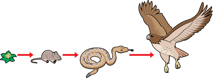 Cadeias Alimentares em Diferentes Ambientes: Do Oceano à Floresta - inspiração 1