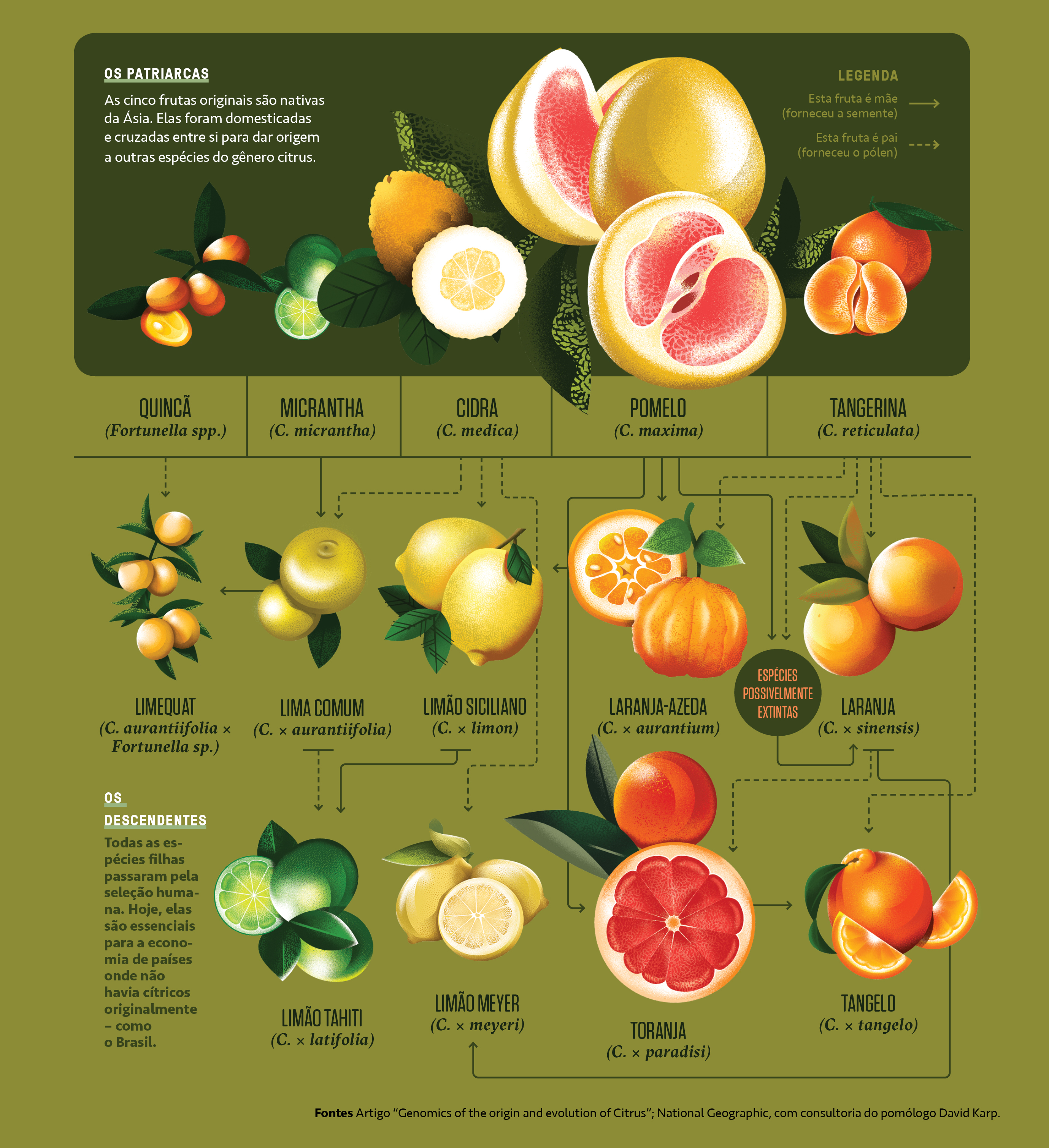 Tangerinas/Mexericas: Doces e Refrescantes, Perfeitas Para Um Lanche Rápido - inspiração 2