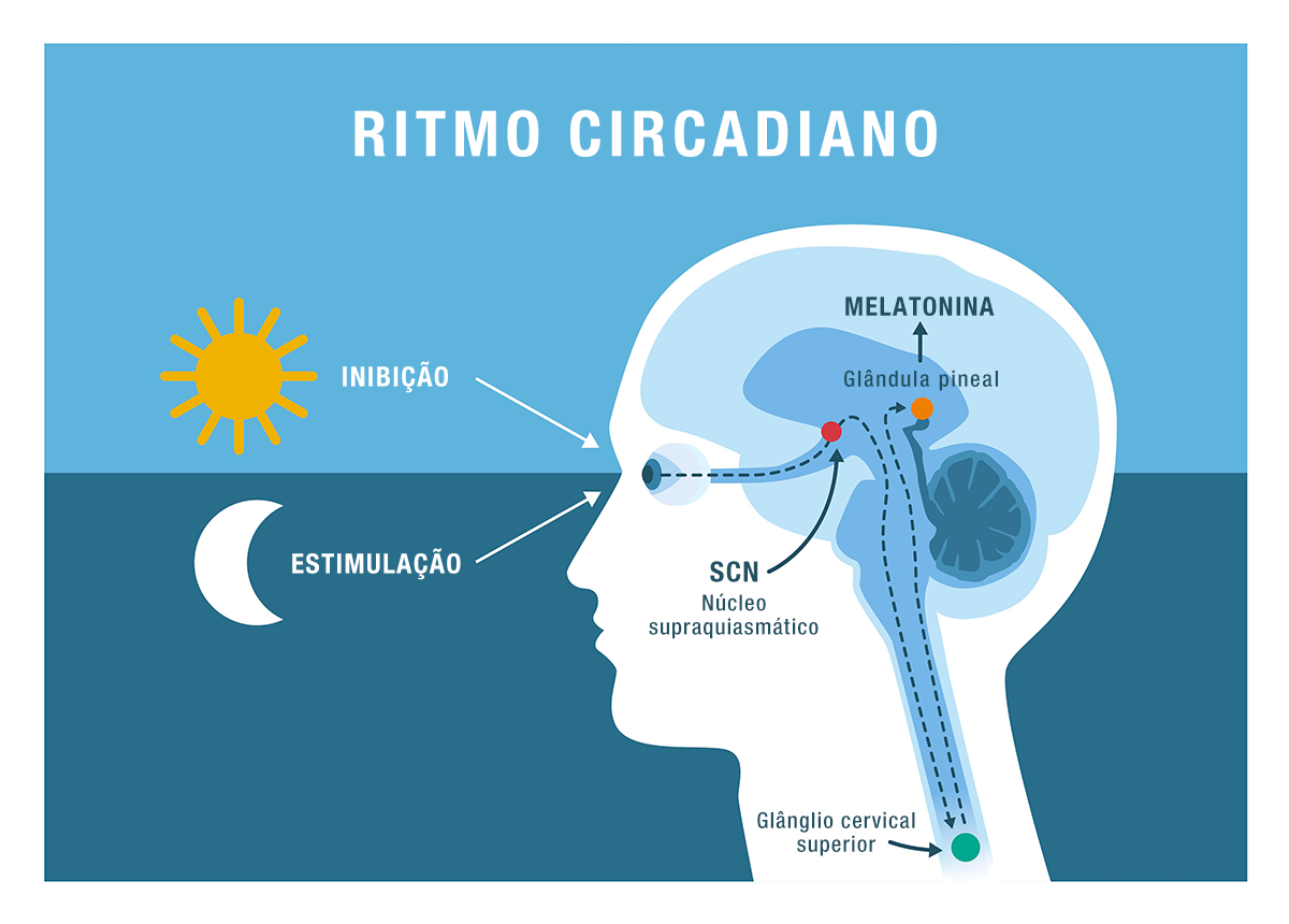 O Que é Melatonina e Como Funciona no Seu Corpo - inspiração 1