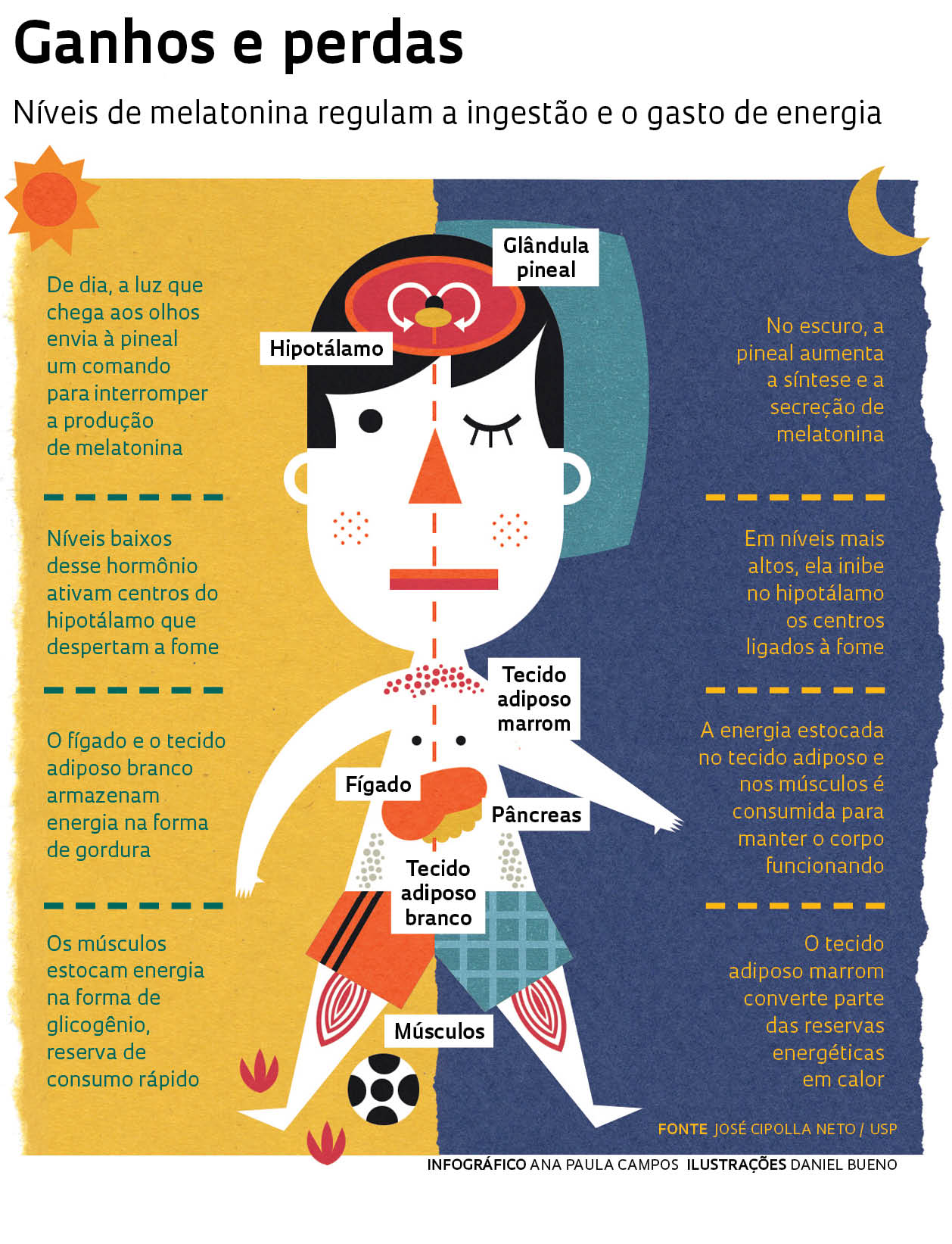 Melatonina e Ciclo Circadiano: A Sincronia do Seu Relógio Biológico - inspiração 1