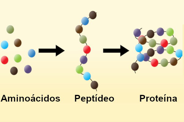 O Que São Peptídeos e Por Que Sua Pele Precisa Deles - inspiração 2