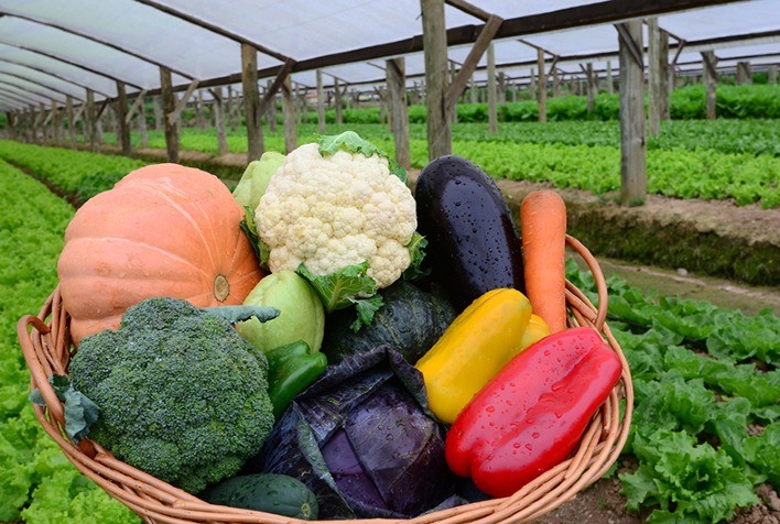 Frutas e vegetais orgânicos: Quais priorizar na sua lista de compras? - inspiração 2