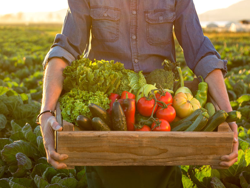 Receitas práticas e deliciosas com ingredientes orgânicos para o dia a dia. - inspiração 1