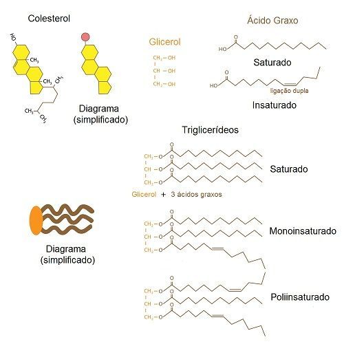 O Que São Ácidos Graxos e Por Que São Essenciais? - inspiração 1