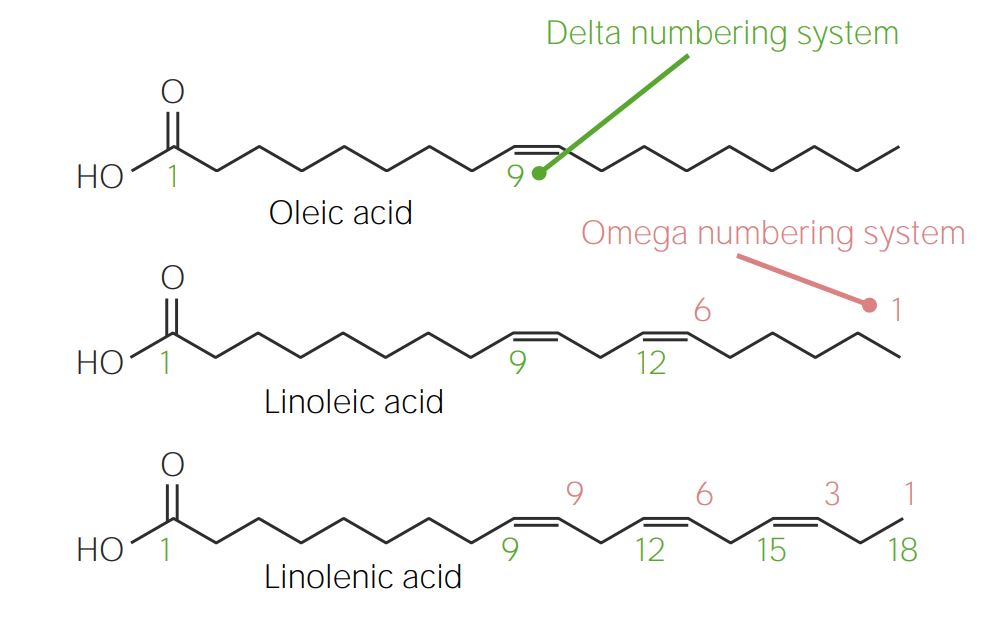 Suplementação de Ácidos Graxos: Quando Considerar? - inspiração 1