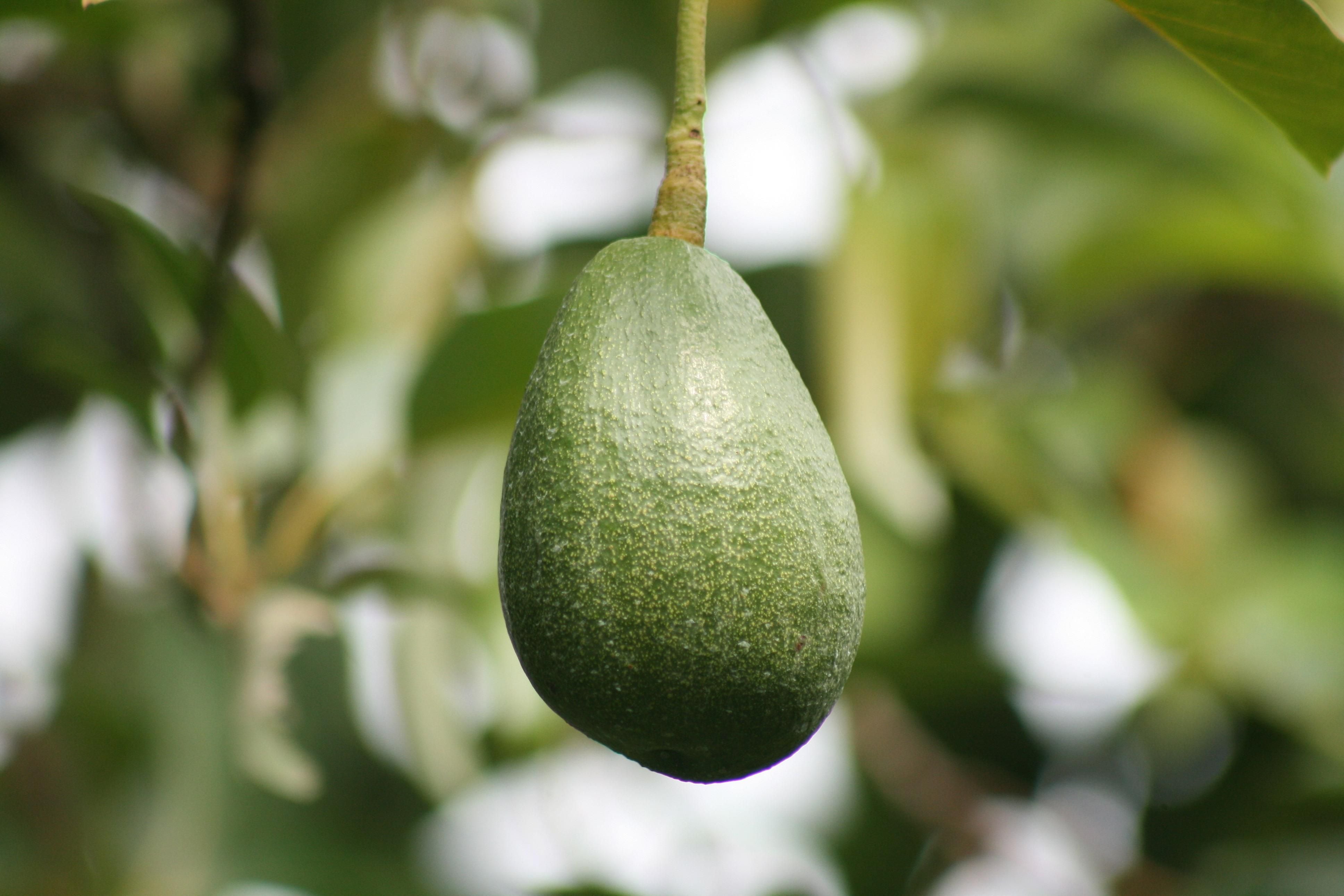 Receitas de Guacamole Caseiro para Todas as Ocasiões