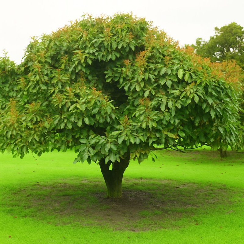 Os Melhores Tipos de Abacate para Cada Receita
