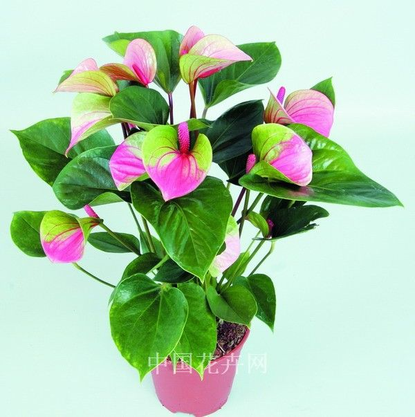 anturios cores para inspirar decoração