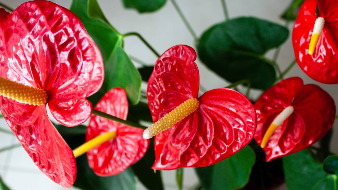 anturios cores para inspirar decoração