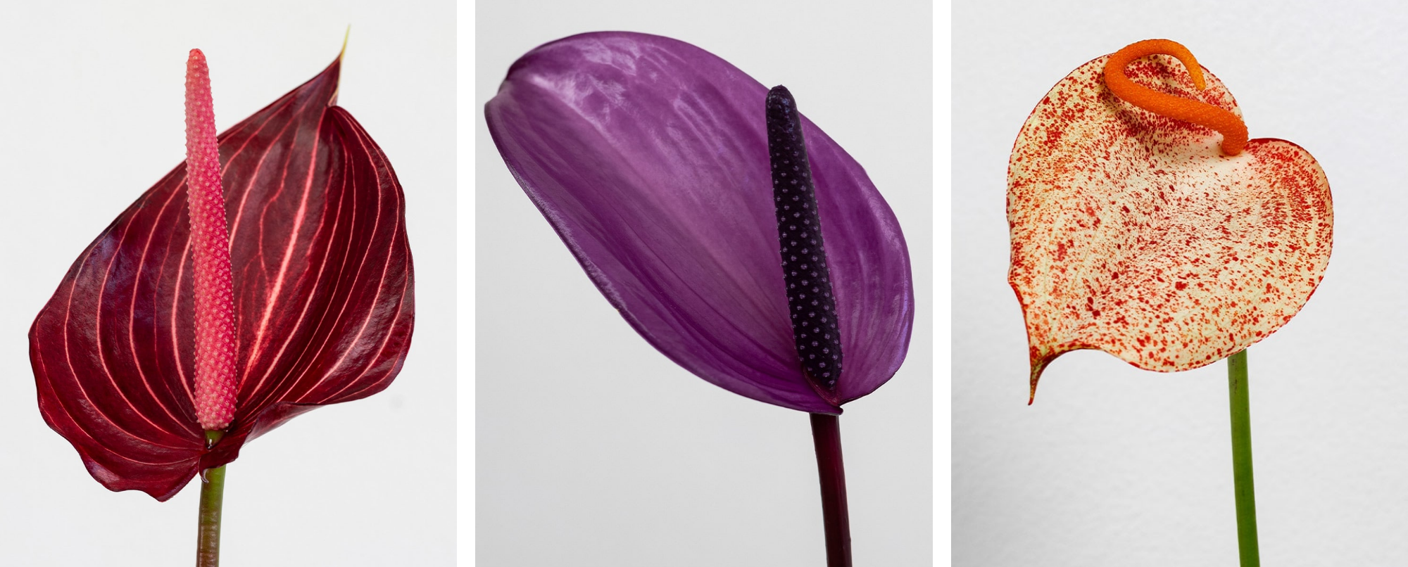 erros comuns ao escolher cor de anturio